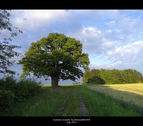 blue sunset summer sky tree green nature field clouds germany landscape deutschland oak hesse