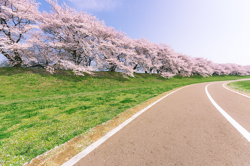 road blue trees sky green cherry landscape spring kyoto riverside blossoms bank 京都 curve dike k5 yawata 八幡 木津川 kizugawa 背割堤 sigma816mmf4556dchsm gettyimagesjapan13q2