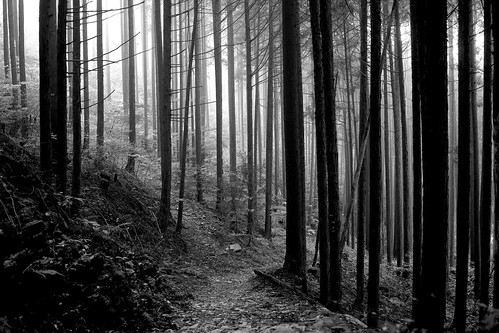 travel tree forest kagawa foveon blackandwhitephotography dp2merrill