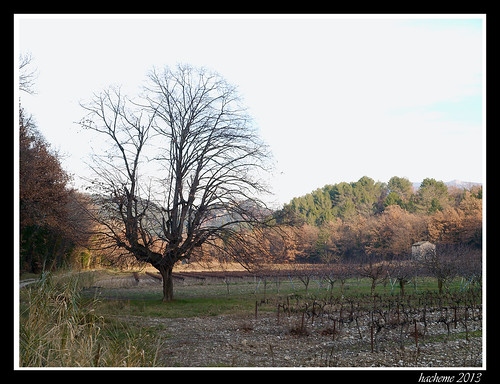 paysage campagne arbre vigne vegetal