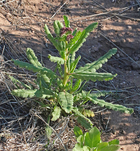 2016 asterids boraginaceae hydrophyllaceae nm northroosevelttrap phacelia phaceliaintegrifolia rooseveltco scorpionweed wildflower flower
