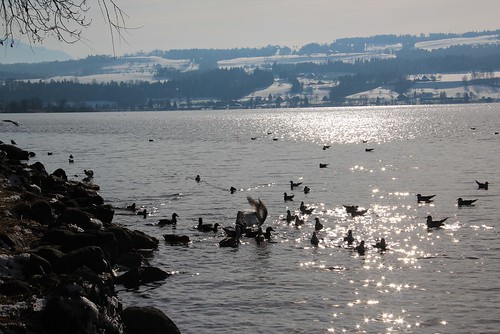 bird canon eos schweiz switzerland florence suisse hiver lac oiseau cygne sempachersee 600d 2013 sempach airflore