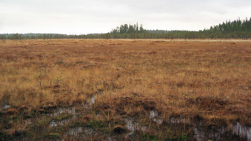 autumn nature grass forest suomi finland nationalpark swamp 2007 keskisuomi saarijärvi pyhähäkki forestresort centralfinland pyhähäkkinationalpark pyhähäkinkansallispuisto pyhahakki