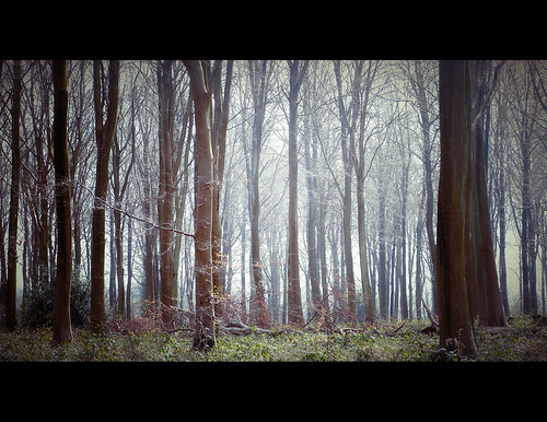 camera trees nature woodland countryside kent woods dof retro system valley fujifilm 1855mm compact elham xe1