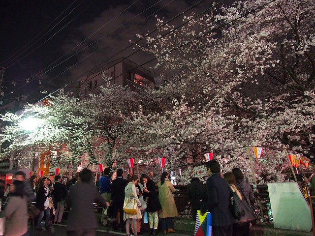People Enjoying Cherry Blossom Viewing at Night