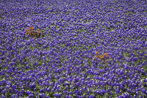 flowers blue usa nature field landscape photography march countryside us photo spring texas photographer unitedstates image tx nopeople 100mm photograph 100 wildflowers wildflower bluebonnets fineartphotography navasota f63 brazoscounty architecturalphotography colorimage commercialphotography editorialphotography 2013 architecturephotography unitesstatesofamerica intimatelandscape fineartphotographer houstonphotographer ¹⁄₆₄₀sec ef100mmf28lmacroisusm mabrycampbell march242013 20130324img2571