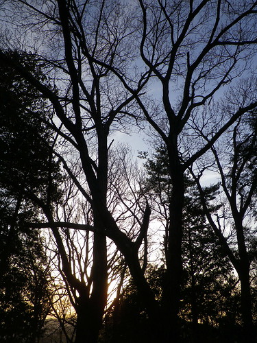 sunset tree nature japan forest japanese 日本 saitama 自然 夕日 chichibu 埼玉 森 秩父 nagatoro 長瀞 宝登山 mthodosan