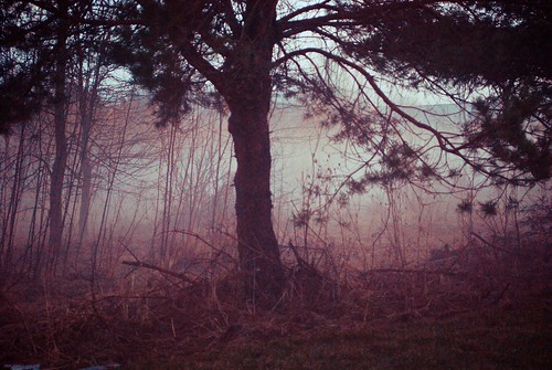 trees nature fog francis casey iowa environment