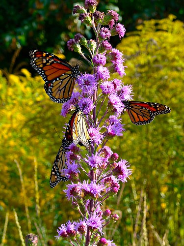 wayne nebraska campus waynestatecollege plants floweringplants liatris animals insects moths butterflies monarchbutterflies prairieflowers danausplexippus liatrispycnostachya prairieblazingstar