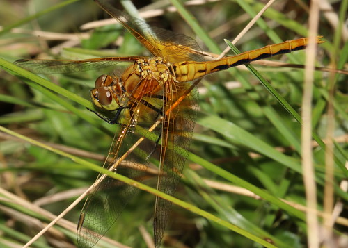 sympetrum libellulidae saskatchewan canada odonata dragonfly lakereed