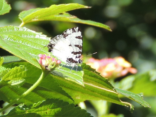 butterfly kenya lepidoptera possible