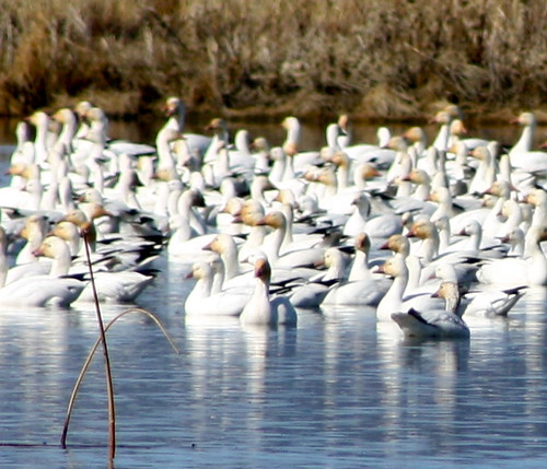 snow geese ross goose rosss