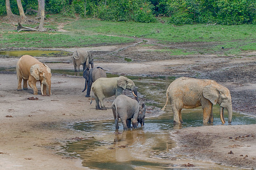 car forest african nik elephants hdr bai centralafricanrepublic centrafrique dzangabai sanghambare africanforestelephants