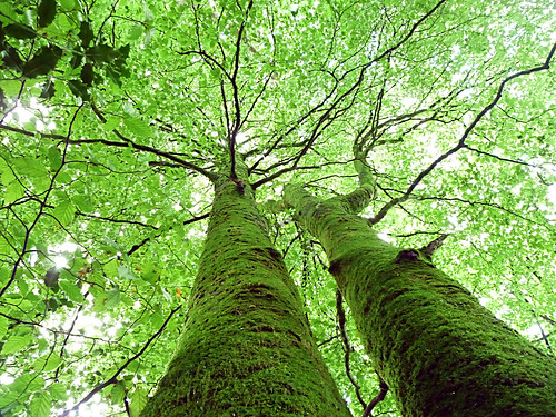 ことばは 言葉 葉をみて 木をみて 森をみて Econetworks エコネットワークス