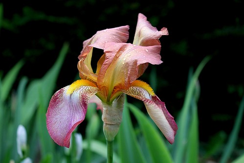  Nos Iris : floraisons 2012 - Page 2 8665495721_c88c0c8179
