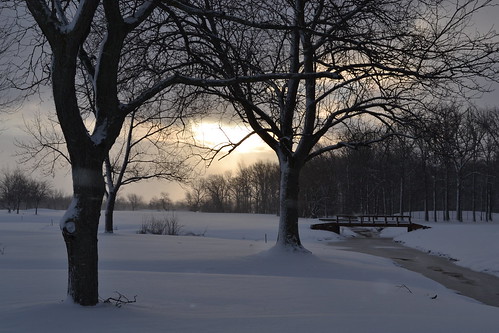trees snow sunrise