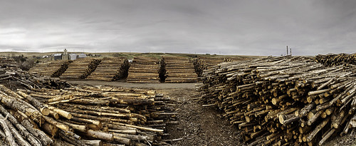 oregon logging pilotrock lumbermill umatillacounty boisecascade oregonlogging scottripleyphotography kinzualumber