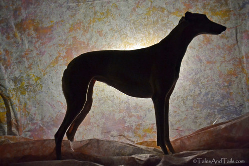 dog greyhound bunny silhouette day67 ourdailychallenge day67365 3652013 dogchal 365the2013edition 08mar13