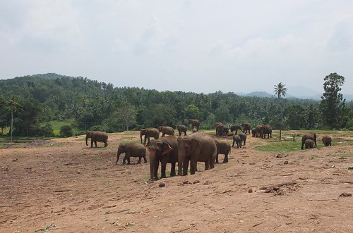 srilanka kandy pinnewalaelephantorphanage