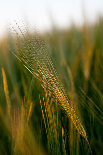 light sunset summer sunlight golden wheat july fields 2012 lacstjean métabetchouan rebelxti