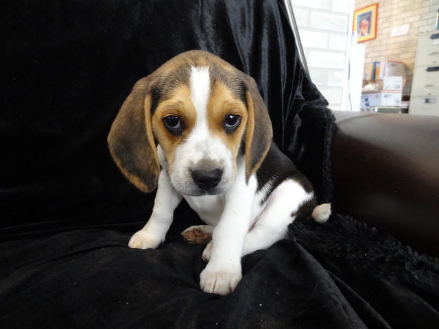 New Litter Tiny Miniature Pocket Beagle Puppies Cute ...