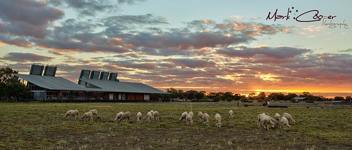 clouds sunrise canon sheep australia nsw 5d outback 2711 hay plains 1740mm shearing murrumbidgee shear ef1740l ef1740mmf40lusm hayplains haynsw 5dmarkiii markcooperphotography