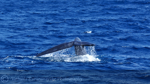Whales - Mirissa - Sri Lanka
