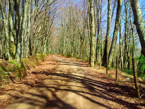 foglie alberi strada montagna bosco sterrata flickrandroidapp:filter=none