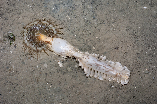 Tiger sea anemone eating a Spiky sea pen (Pteroeides sp.)