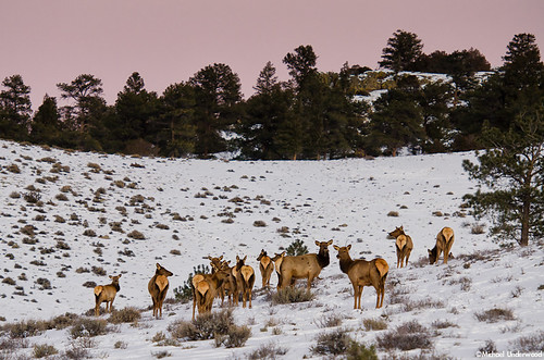 winter sunset snow cow twilight colorado dusk wildlife elk herd gunnisoncounty