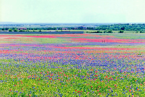 field landscape spring scenery texas unitedstates 1999 pasture wildflowers bluebonnets indianpaintbrush midlothian