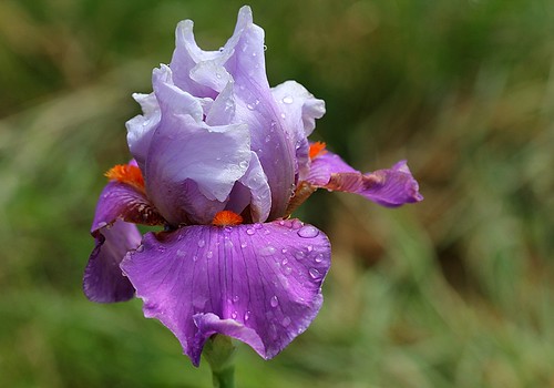 Iris - floraisons 2011 - Page 3 8664578061_76cb70a47d
