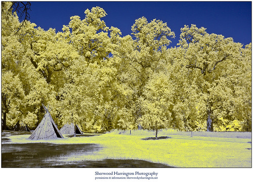 california amadorcounty jackson indiangrindingrockstatehistoricpark chawse oak quercuslobata valleyoak molla infrared ir tree