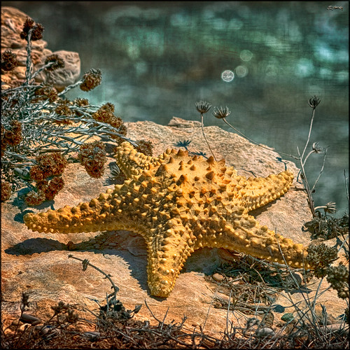 naturaleza nature geotagged golden starfish natura olympus textures macros gettyimages estrellademar specialtouch quimg quimgranell joaquimgranell mygearandme afcastelló obresdart gettyimagesiberiaq2 instantsidetalls