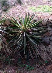 613-20100314-Malta-Il Bidnija Village-Ras Rihana House-garden-cacti and succulent section-Agave species
