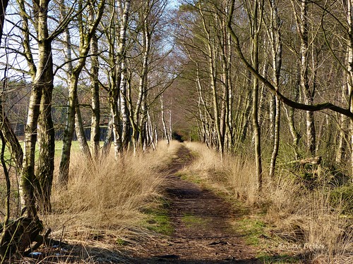 trees holland netherlands bomen path pad nederland naturereserve twente birches overijssel natuurmonumenten natuurgebied buurserzand berken blinkagain panasonicdmcfz150 1050332