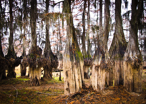 trees nature louisiana swamp cypress lakebistineau
