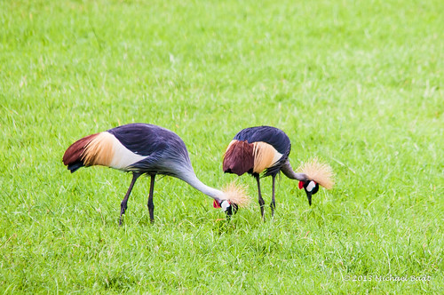 africa birds animals tanzania arusha naturelandscape