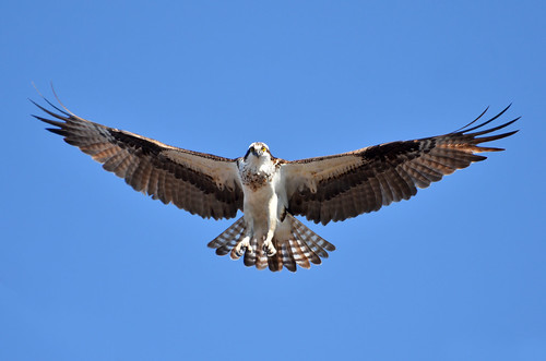 canada bird fishing flight soaring osprey birdwatcher fishperspective 2013 specanimal avianexcellence