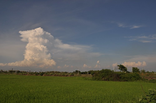 sky weather thailand day rice cloudy poaceae ricepaddy chachoengsao oryzasativa