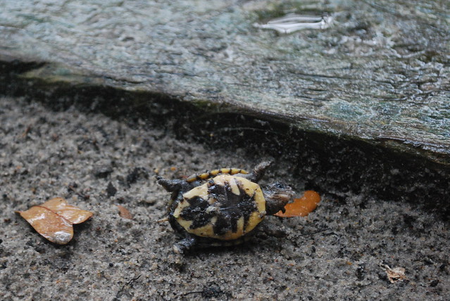 A newborn box turtles learns how to flip itself over at False Cape State Park in Virginia