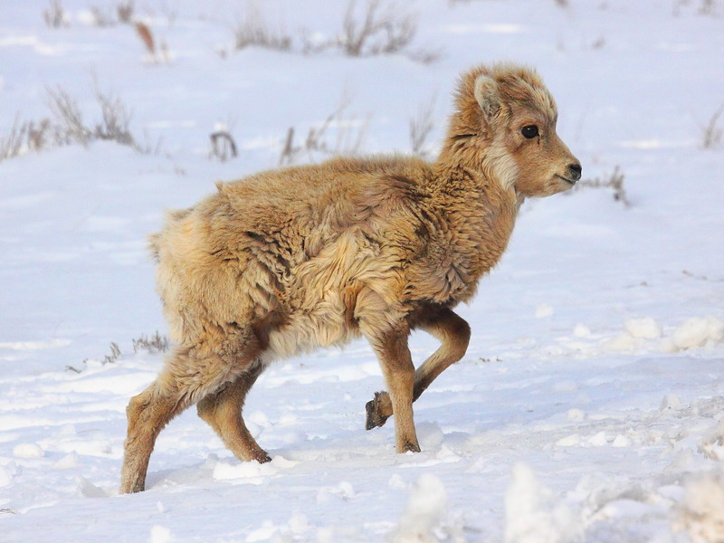 IMG_6166 Bighorn Sheep Lamb, National Elk Refuge