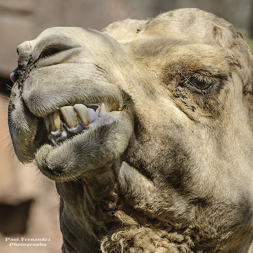 zoo florida miami camel bactrian metrozoo bactriancamel miamimetrozoo camelbactrian