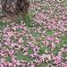 Pink petals of a tree called Pantip Shompoo