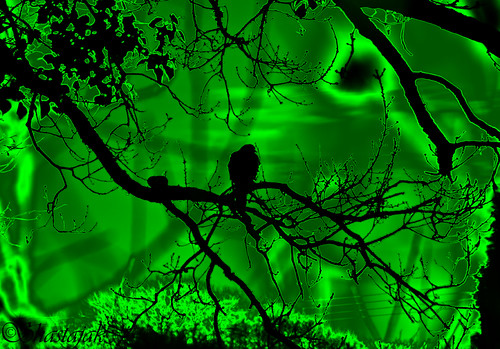 tree green sunrise dawn branch pentax pigeon daybreak k5 hss tamron18250mm pentaxk5 sliderssunday