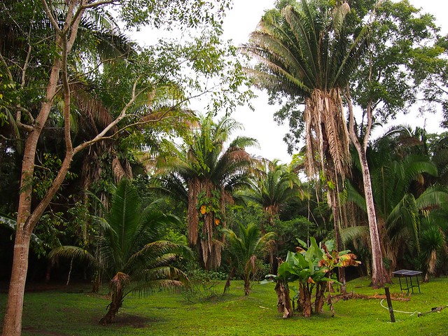 Belize jungle