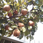 pear tree fullt of fruit