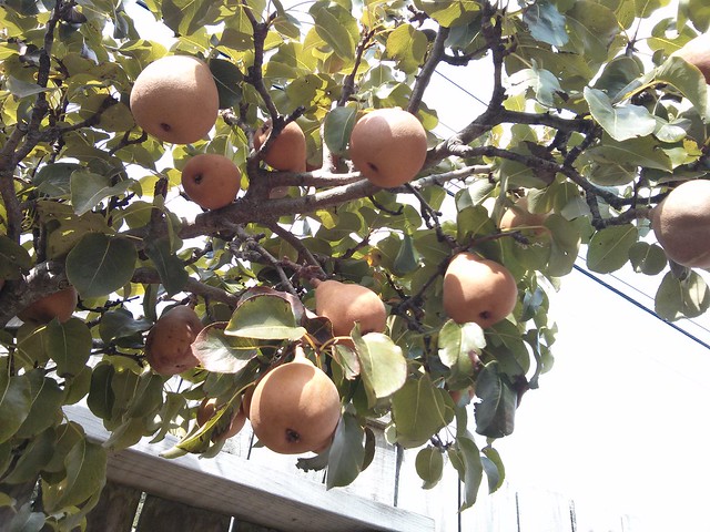 pear tree fullt of fruit