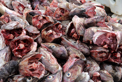 fish norway norge blood europe dirty heads february filthy sang scandinavian vesterålen codfish torsk hovden fishfactory nordland meteorry 2013 nordlandfylke norwège fiskebruket