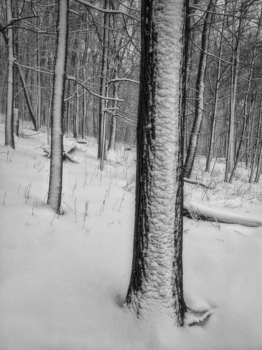 snow baretrees winterwonderland inthewoods jonduerrforestpreserve inthemiddleofthestorm rollinghillside alongthefoxriver iphoneography iphone4s